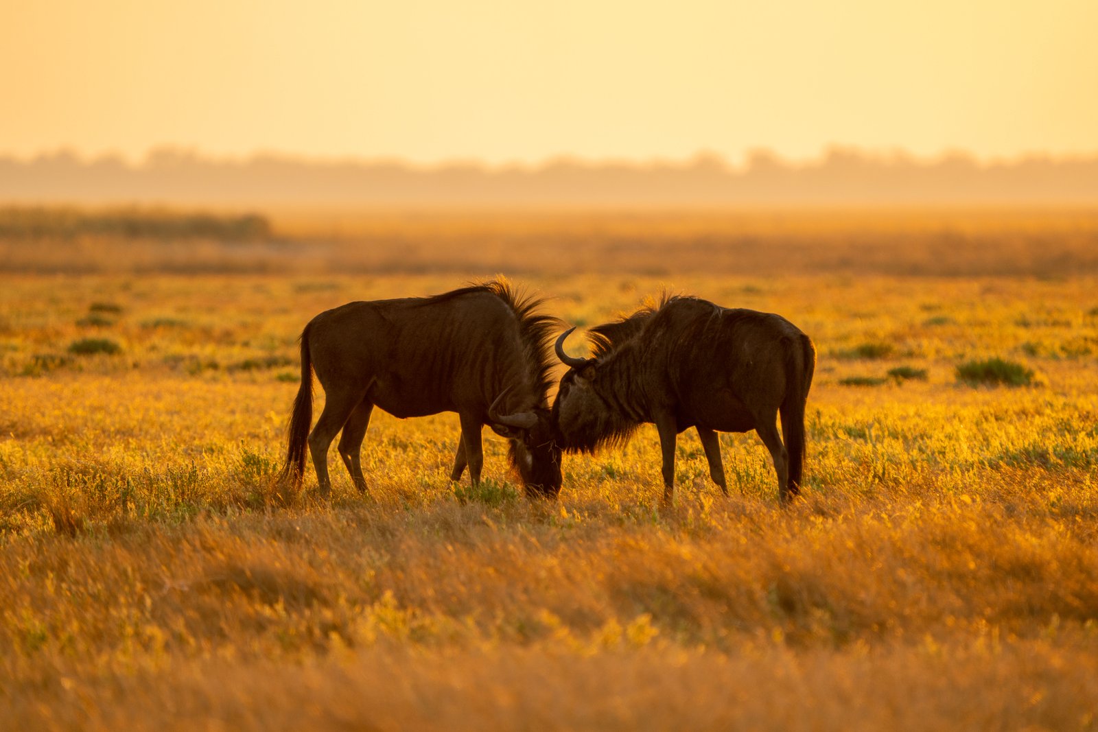 Safari in Zambia