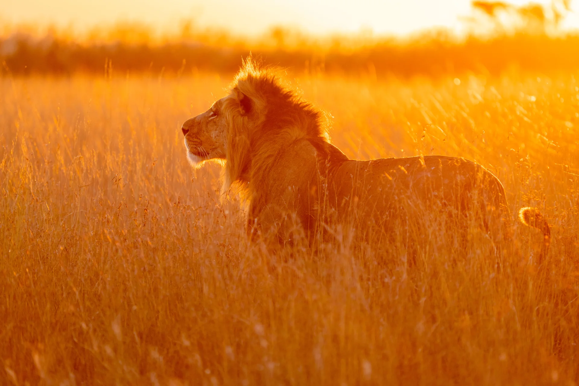 Wildlife Photography