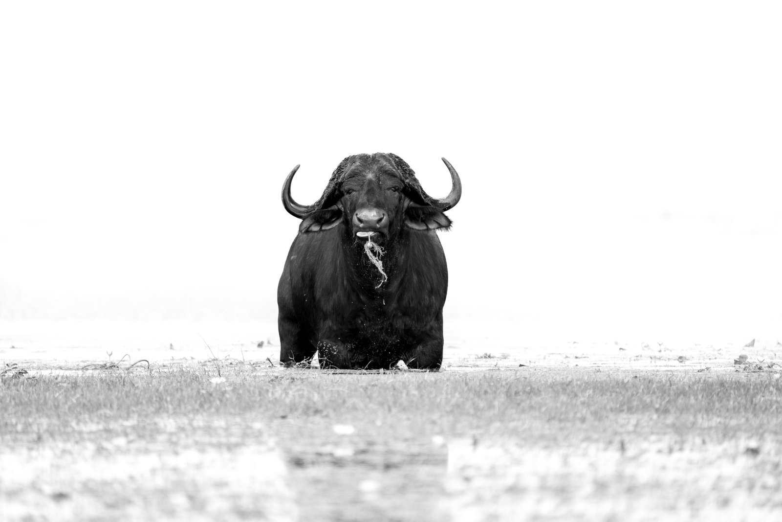 B & W Digital
