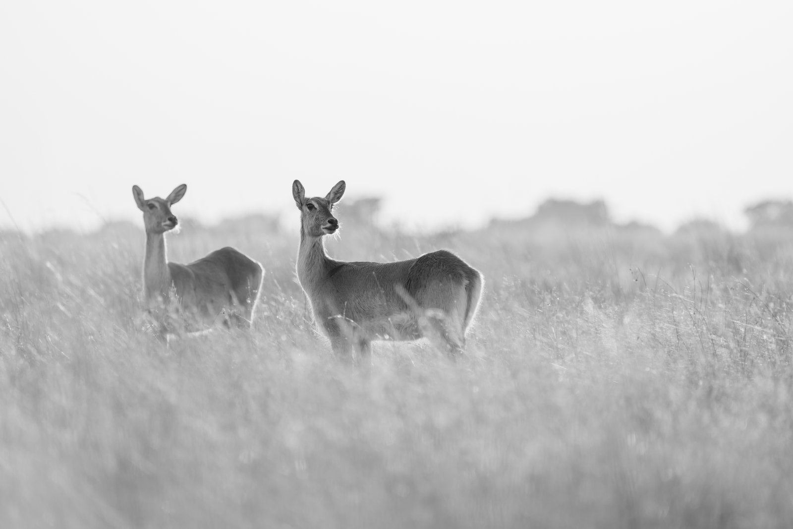 B & W Digital Out in the Wild
