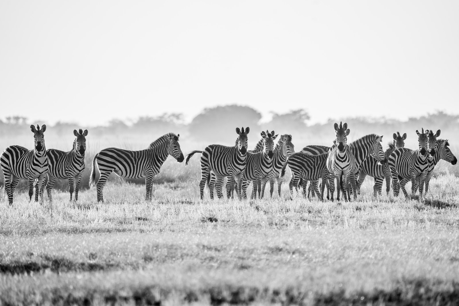 B & W Collection