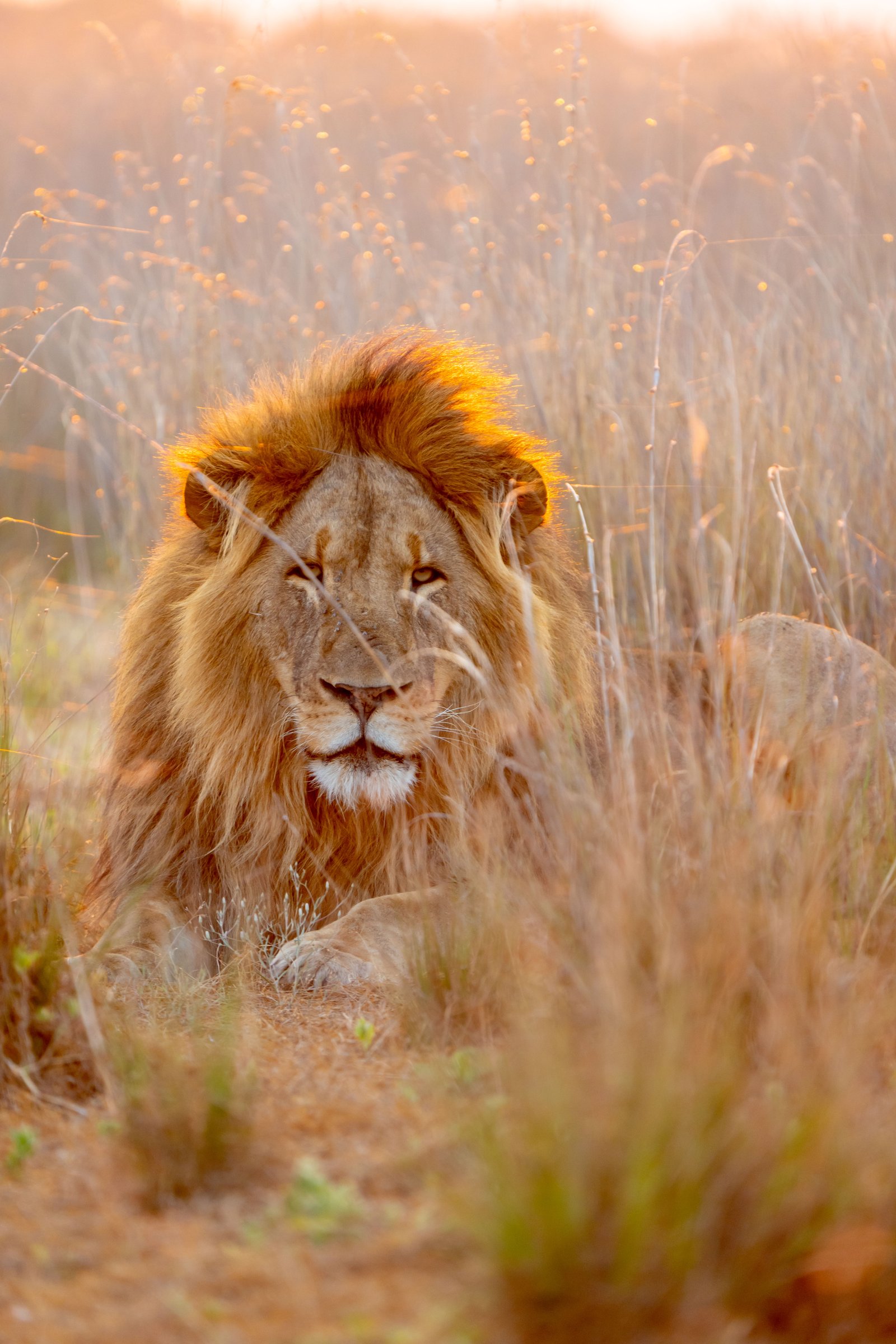 King Digital