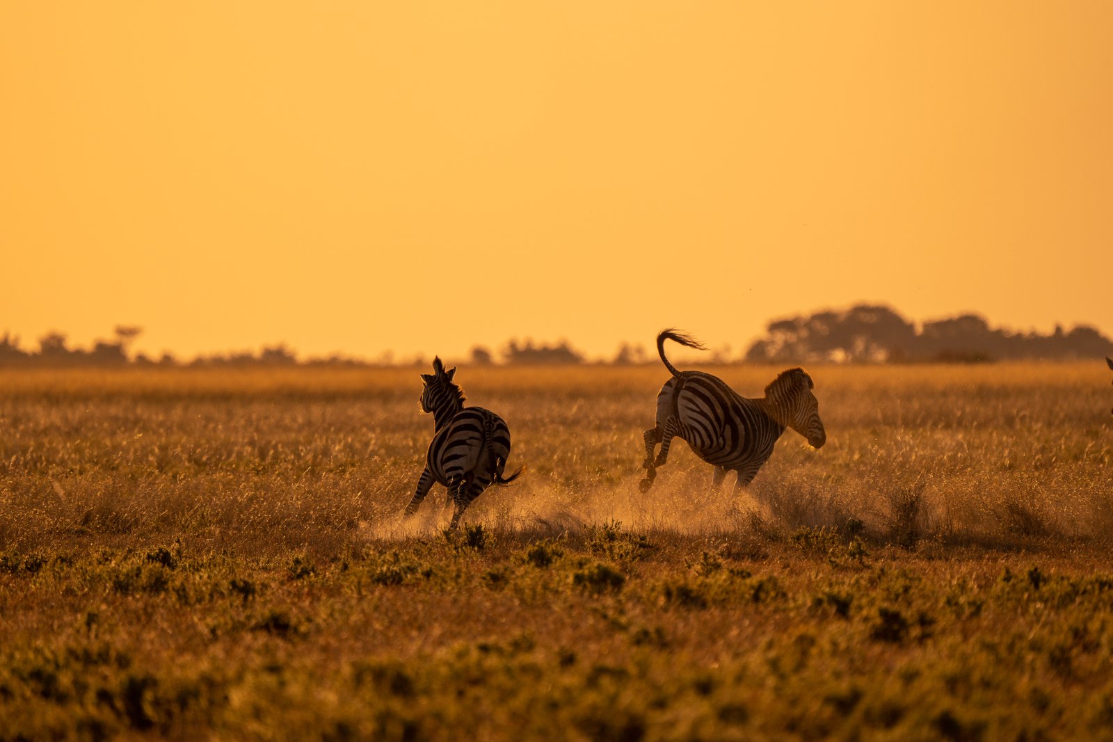 Zebra Digital